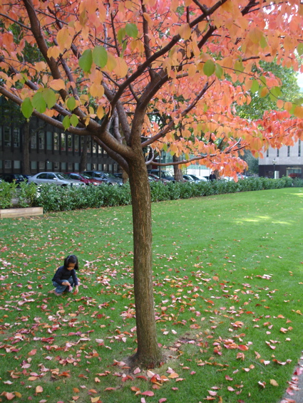 27 Sept autumn 1.jpg